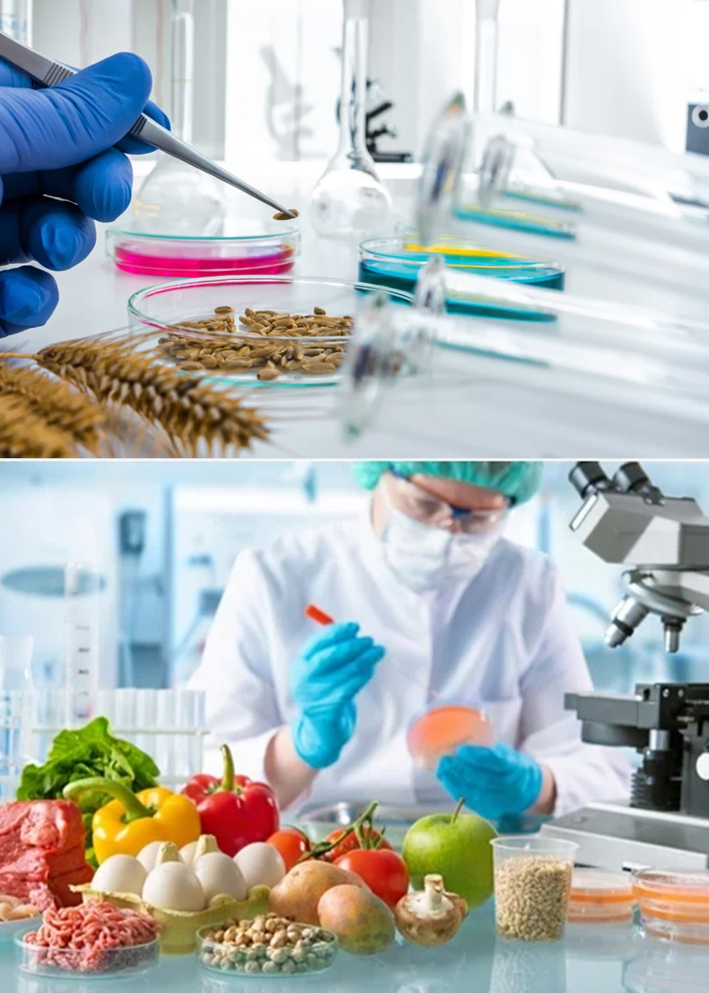 Food Analysis and Quality Assurance